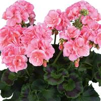 Maestro Idols Salmon Regal Geranium