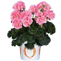 Maestro Idols Salmon Regal Geranium