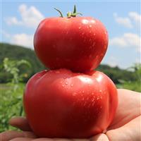 Pink Gal Tomato