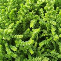 Crassula Muscosa