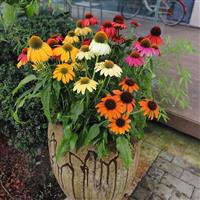 Echinacea Pollynation ApeX Mix