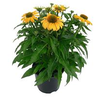 Echinacea Pollynation Yellow ApeX