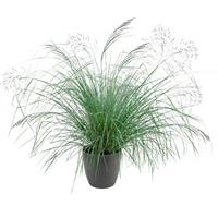 Lovey Grass Eragrostis