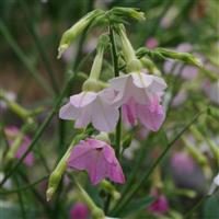 Whisper Appleblossom Nicotiana