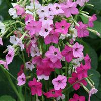 Whisper Mix Nicotiana