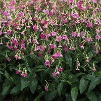 Whisper Rose Shades Nicotiana