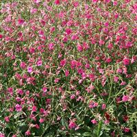 Whisper Deep Pink Nicotiana