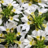 Scaevola ToppoT White