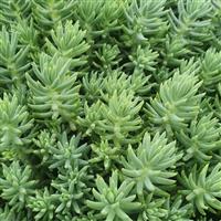 Sedum Reflexum