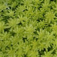 Sedum Tokyo Sun