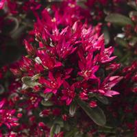 Sedum Spot On Red