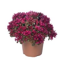 Sedum Spot On Red