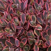 Sedum SunSparkler Dazzling Dynamite