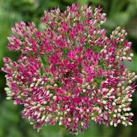 Sedum Surrender Rose