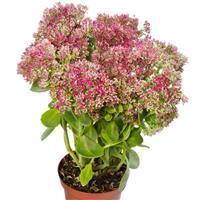 Sedum Surrender Rose