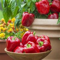 Jungle Parrot Pepper
