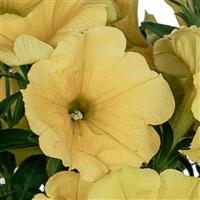 Sweetunia Banana Petunia