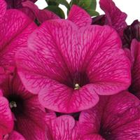 Sweetunia Rose Gem Petunia