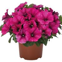 Sweetunia Rose Gem Petunia