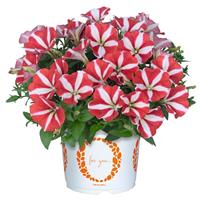 Sweetunia Windmill Cherry Petunia