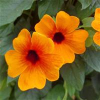 Sunny Susy Orange Red Thunbergia