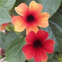 Sunny Susy Tiger Eye Thunbergia