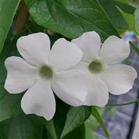 Sunny Susy White Wedding Thunbergia
