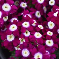 PeekABoo Burgundy Verbena