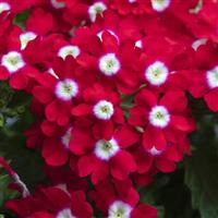 PeekABoo Red Verbena