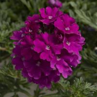Tapien Magenta Verbena