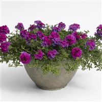 Tapien Magenta Verbena