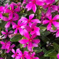 Soiree Kawaii Hot Pink Vinca