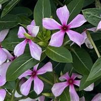Soiree Kawaii Lilac Dream Vinca