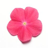 Mediterranean XP Hot Rose Vinca