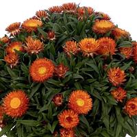 SunBrero Orange Bracteantha