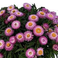 SunBrero Pink Bracteantha