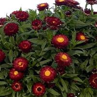 SunBrero Red Bracteantha