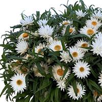 SunBrero White Bracteantha
