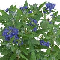 Blue Dune Caryopteris