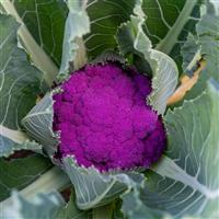 Hipster Cauliflower