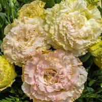 Voyage 2 Champagne Cut Flower Lisianthus