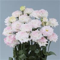 Voyage 2 First Love Cut Flower Lisianthus