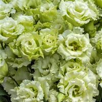 Voyage 2 Green Cut Flower Lisianthus