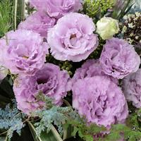 Voyage 2 Lavender Cut Flower Lisianthus
