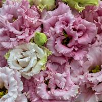 Voyage 2 Pink Cut Flower Lisianthus