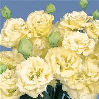 Voyage 2 Yellow Cut Flower Lisianthus