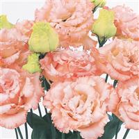 Voyage 2 Light Apricot Cut Flower Lisianthus