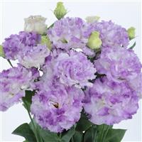 Voyage 2 Blue Flash Cut Flower Lisianthus