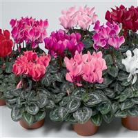 Laser Synchro Mix Cyclamen