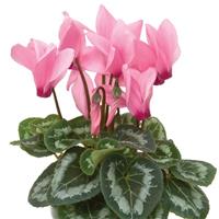 Laser Synchro Pink Cyclamen